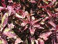 Coco Loco Coleus / Solenostemon scutellarioides 